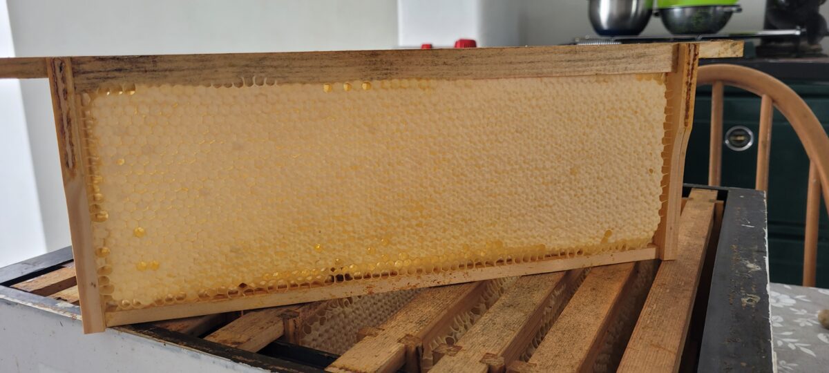 honey comb